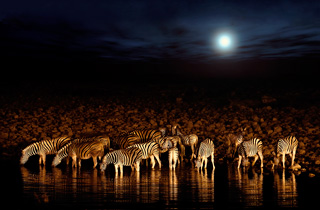 "Zebras' Party" by Sergio Pessolano